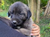 Magnifiques chiots Berger d’Anatolie à vendre