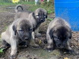 Magnifiques chiots Berger d’Anatolie à vendre