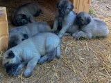 Magnifiques chiots Berger d’Anatolie à vendre