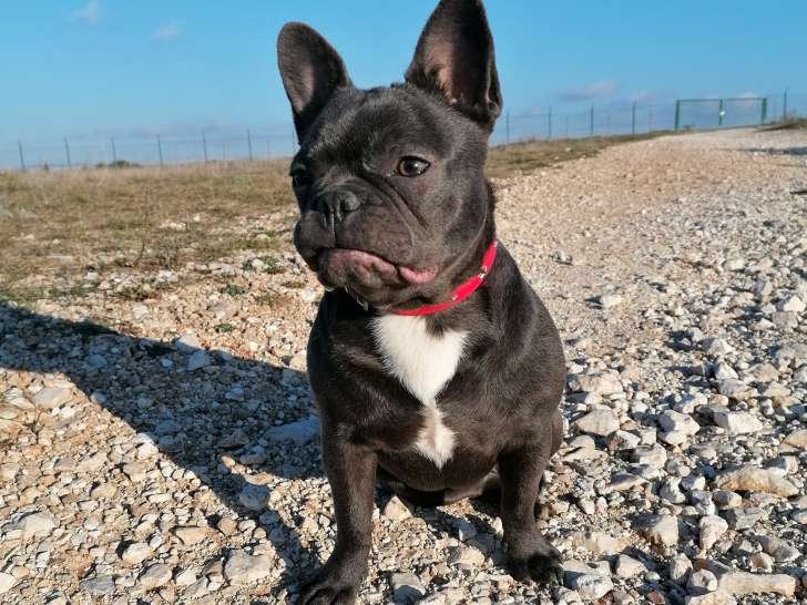 Femelle Bouledogue Français exotique à vendre