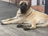 Mâle Mastiff fauve disponible pour saillie