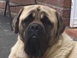 Mâle Mastiff fauve disponible pour saillie