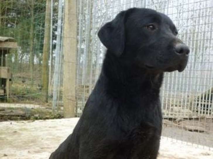 Trois chiots femelles Labradors noirs LOF disponibles à la vente