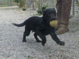 Trois chiots femelles Labradors noirs LOF disponibles à la vente