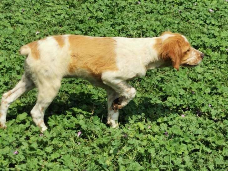 Chiots femelles Épagneuls Bretons orange et blanc LOF à vendre