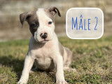 2 chiots mâles Staffordshire Bull Terriers LOF, à vendre