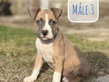 2 chiots mâles Staffordshire Bull Terriers LOF, à vendre