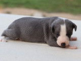 5 chiots Whippets LOF à réserver