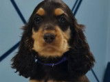 6 chiots Cockers Anglais LOF, à vendre