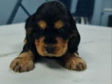 6 chiots Cockers Anglais LOF, à vendre
