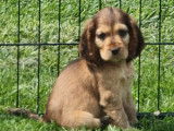6 chiots Cockers Anglais LOF, à vendre
