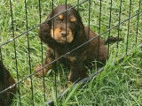 6 chiots Cockers Anglais LOF, à vendre