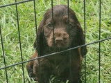 6 chiots Cockers Anglais LOF, à vendre