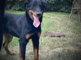 Chiot m&acirc;le Beauceron noir et feu LOF &agrave; vendre