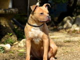 1 chienne Staffordshire Bull Terrier LOF, à vendre