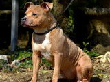 1 chienne Staffordshire Bull Terrier LOF, à vendre