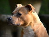 1 chienne Staffordshire Bull Terrier LOF, à vendre