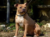 1 chienne Staffordshire Bull Terrier LOF, à vendre