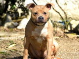 1 chienne Staffordshire Bull Terrier LOF, à vendre