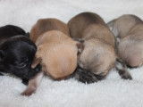 4 chiots mâles Chihuahuas LOF, à réserver