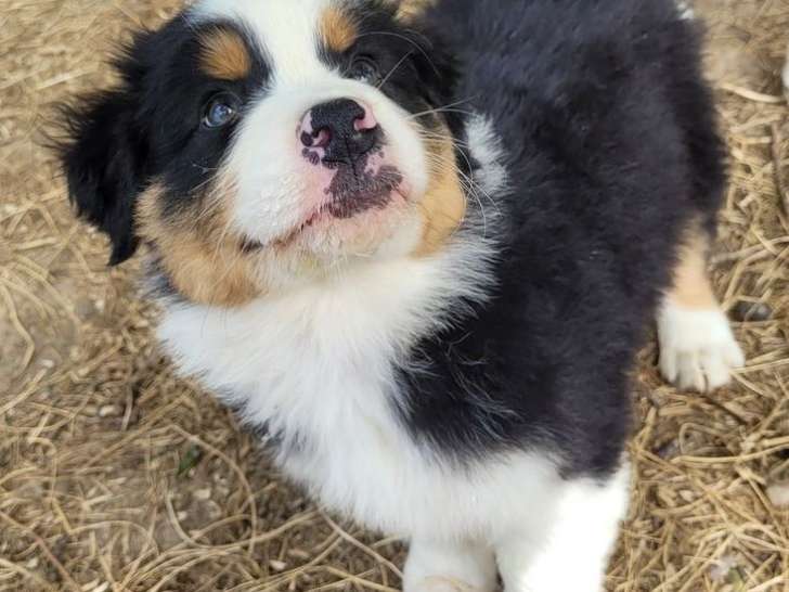 À vendre, 5 chiots Bergers Australiens LOF