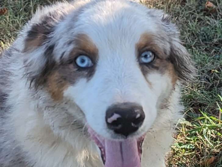 Des chiots Bergers Australiens LOF disponibles à l'achat