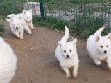 À vendre, sept chiots Bergers Blancs Suisses LOF