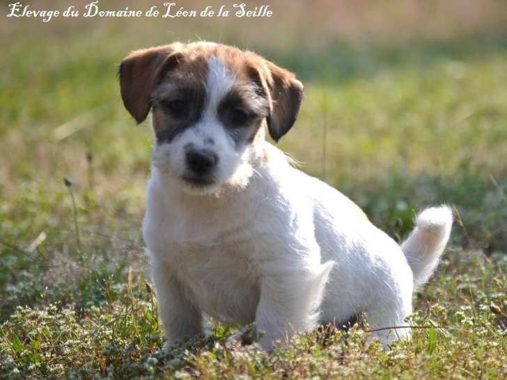 Deux chiots mâles Jack Russell Terrier disponibles à la vente
