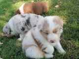 Disponibles 5 chiots Bergers Australiens tricolores LOF