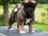 4 chiots mâles Akitas Américains LOF à vendre