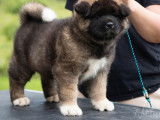 4 chiots mâles Akitas Américains LOF à vendre