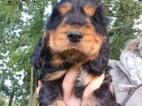 1 chiot mâle Cocker Anglais LOF, à réserver