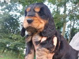 1 chiot mâle Cocker Anglais LOF, à réserver