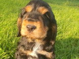 1 chiot mâle Cocker Anglais LOF, à réserver
