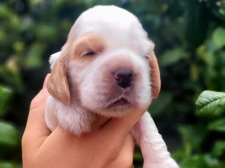 7 chiots Cockers Anglais Spaniel LOF à la réservation