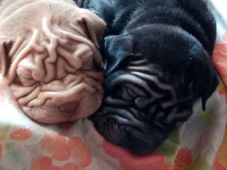 Chiots de race Shar-Peï à vendre (3 femelles )
