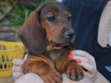 Un chiot Basset des Alpes LOF disponible à l’achat