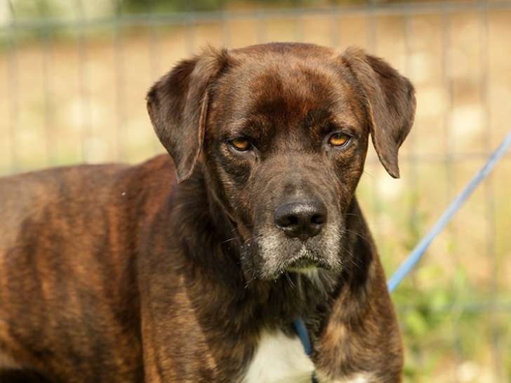 Chien bringé à adopter