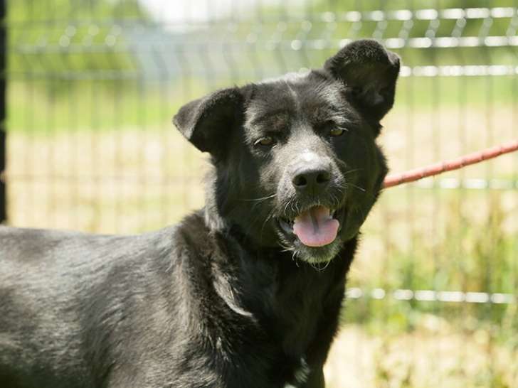 Chienne Berger à céder