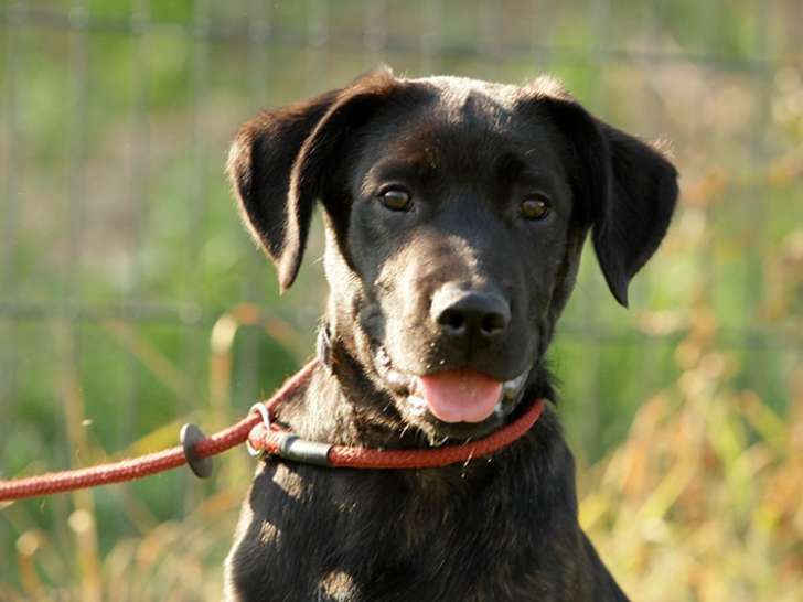 Chiot mâle Labrador à donner