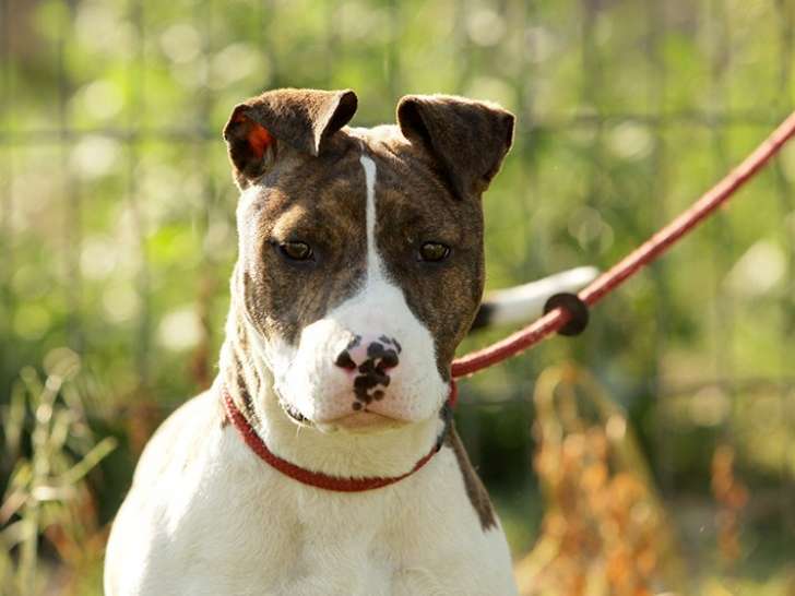 Chienne bringée à adopter