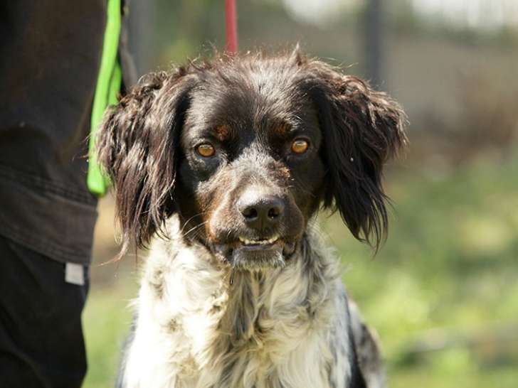 Chien Épagneul à adopter