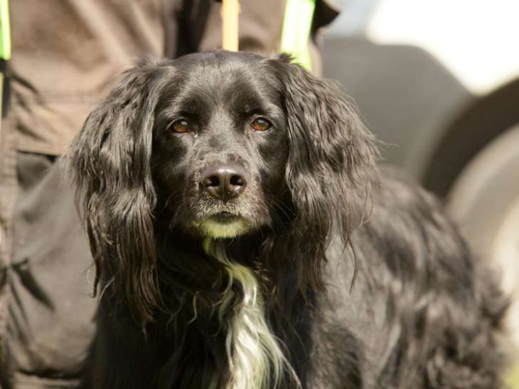 Chien Épagneul disponible à l’adoption