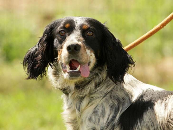 Chien Épagneul tricolore à donner