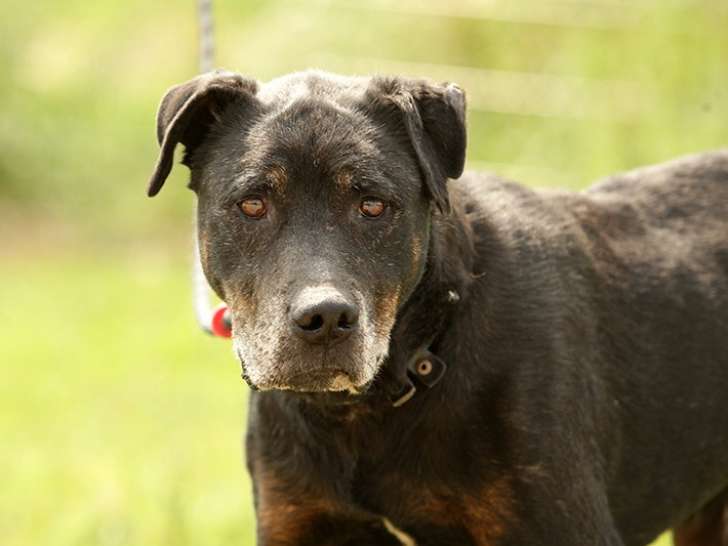 Chien Beauceron à adopter
