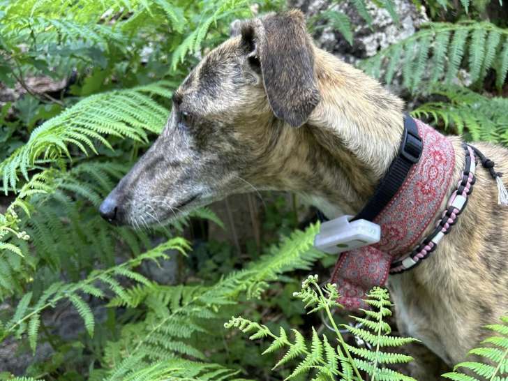 Chienne à donner