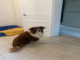 Recherche femelle Border Collie pour saillie