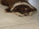 Recherche femelle Border Collie pour saillie