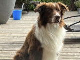 Recherche femelle Border Collie pour saillie