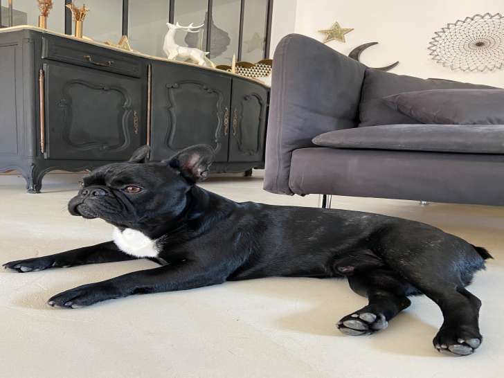 Mâle Bouledogue Français disponible pour saillie